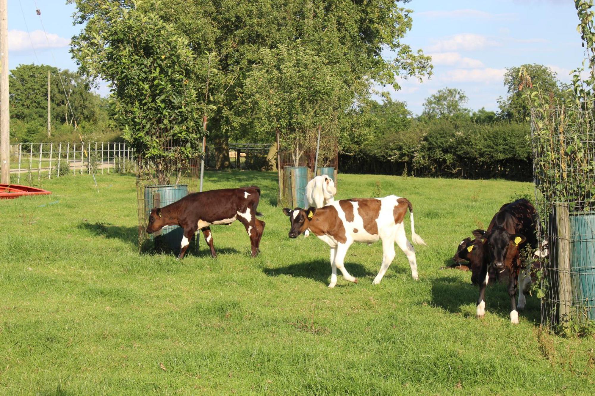 Parkfields Barns Self Catering Accommodation バッキンガム エクステリア 写真